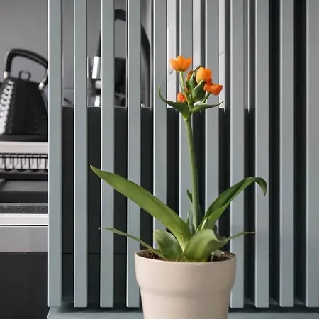 Pop Stylish - Center *